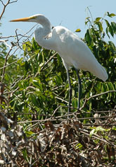 17-Venezuela og  Bonaire
 Hero