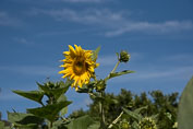 07-Babylonstoren og Franschhoek
 Hero
