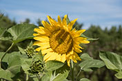 07-Babylonstoren og Franschhoek
 Hero