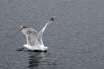 03-Sognesjøen og tilbake til Øygaden
 Hero
