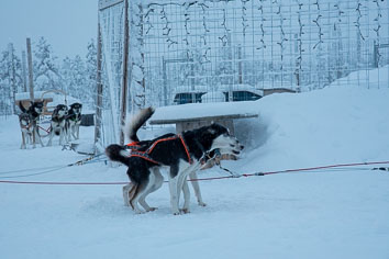 03 Huskysledging
 Hero