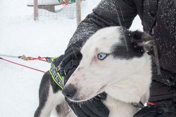 03 Huskysledging
 Hero