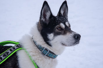 03 Huskysledging
 Hero