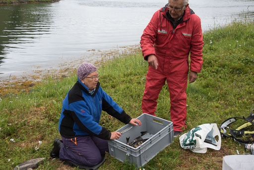 Historien om Harry
 Hero